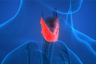 Thyroid Test In Borivali